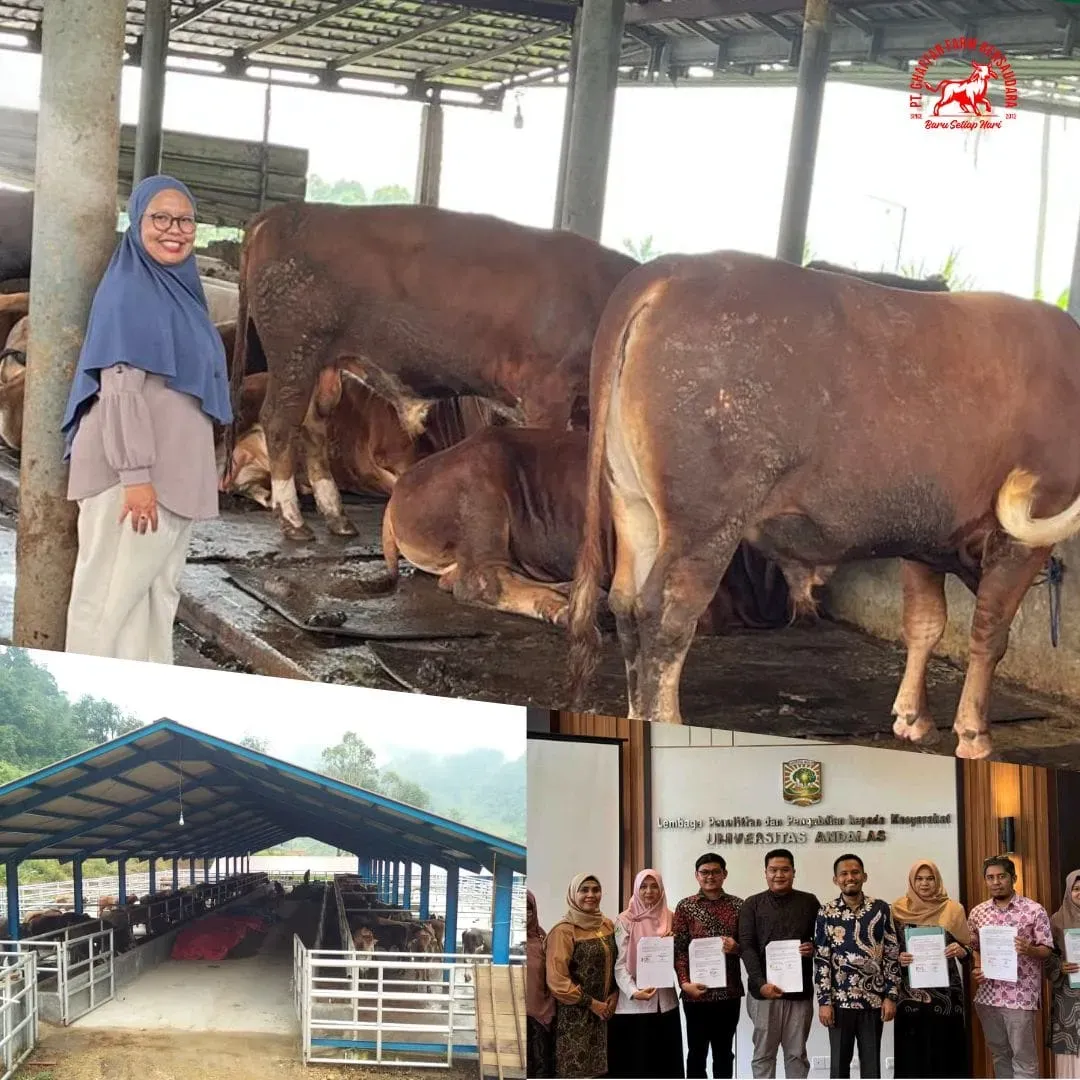 Mitra Investasi Sapi & Supplier Daging Sapi kurban